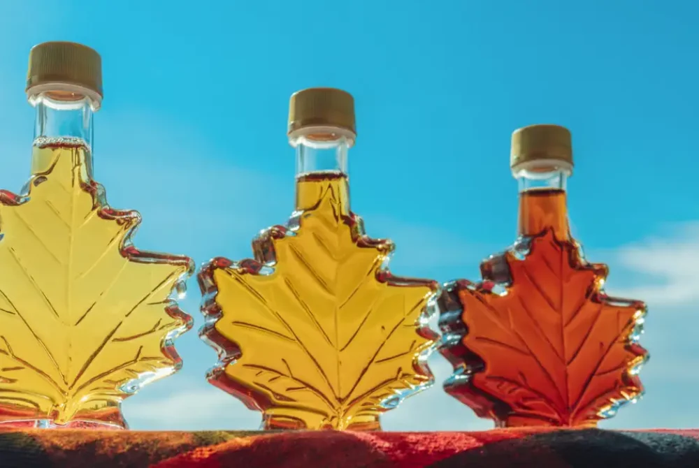 Maple syrup bottles in leaf shape on blue banner background. Selection of different grades of quality, golden, amber, dark for tasting gift from Quebec, Canada. Maple syrup bottles in leaf shape on blue banner background. Selection of different grades of quality, golden, amber, dark for tasting gift from Quebec, Canada.